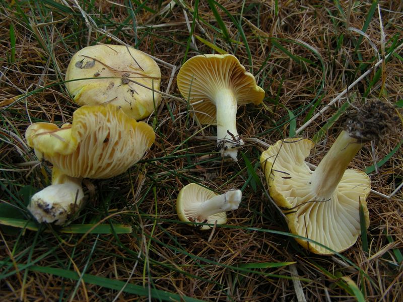 A caccia di Igrofori nei pascoli alpini